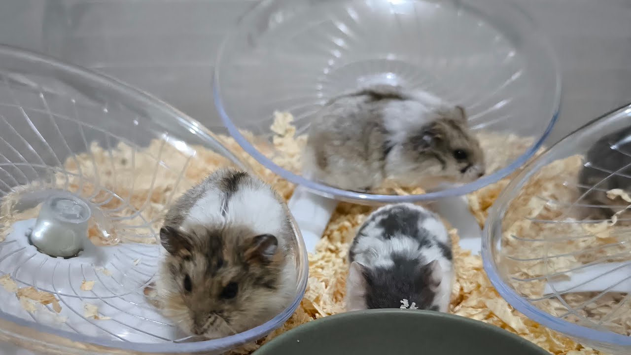 🐹 Cute Hamster Live Stream | Watch Adorable Hamsters Play & Explore!
