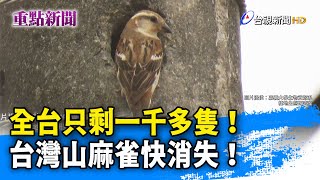 全台只剩一千多隻台灣山麻雀快消失【重點新聞】