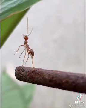 HABIS MANIS SEPAH DIBUANG - MOTIVASI