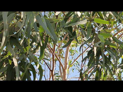 اكثار شجرة  الكالبتوس اوالكينا والكافور Eucalyptus