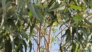 اكثار شجرة  الكالبتوس اوالكينا والكافور Eucalyptus