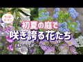 心踊る季節!花たちが咲き誇る5月のガーデンツアー/夏の花寄せ植え