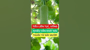 Đi tiểu liên tục – uống mãi vẫn khát? Đây là bài thuốc độc đáo từ dây mướp!
