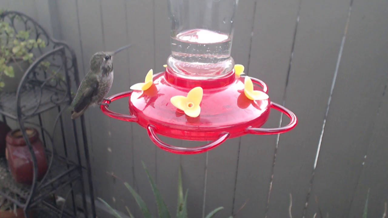 video phone beyonce mp3 Bella Hummingbird Nest Cam 09-09-2018 06:22:01 - 07:22:02