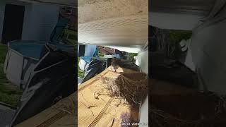 We out bro #nest #robin #birds #nestling #fledgling last time we see them in the nest 😞
