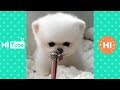 ♥面白いことをしているかわいい犬と猫P18♥面白い動画2018