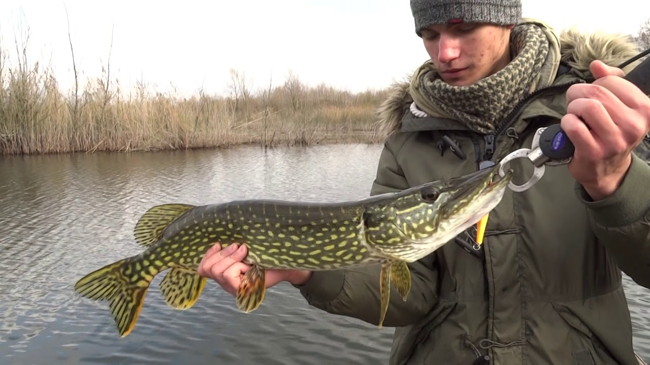 Winter PIKE Fishing on Lake Zvirište YouTube