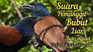 SUARA BURUNG BUBUT JAWA DI ALAM LIAR || cocok untuk pikat dan pemanggil