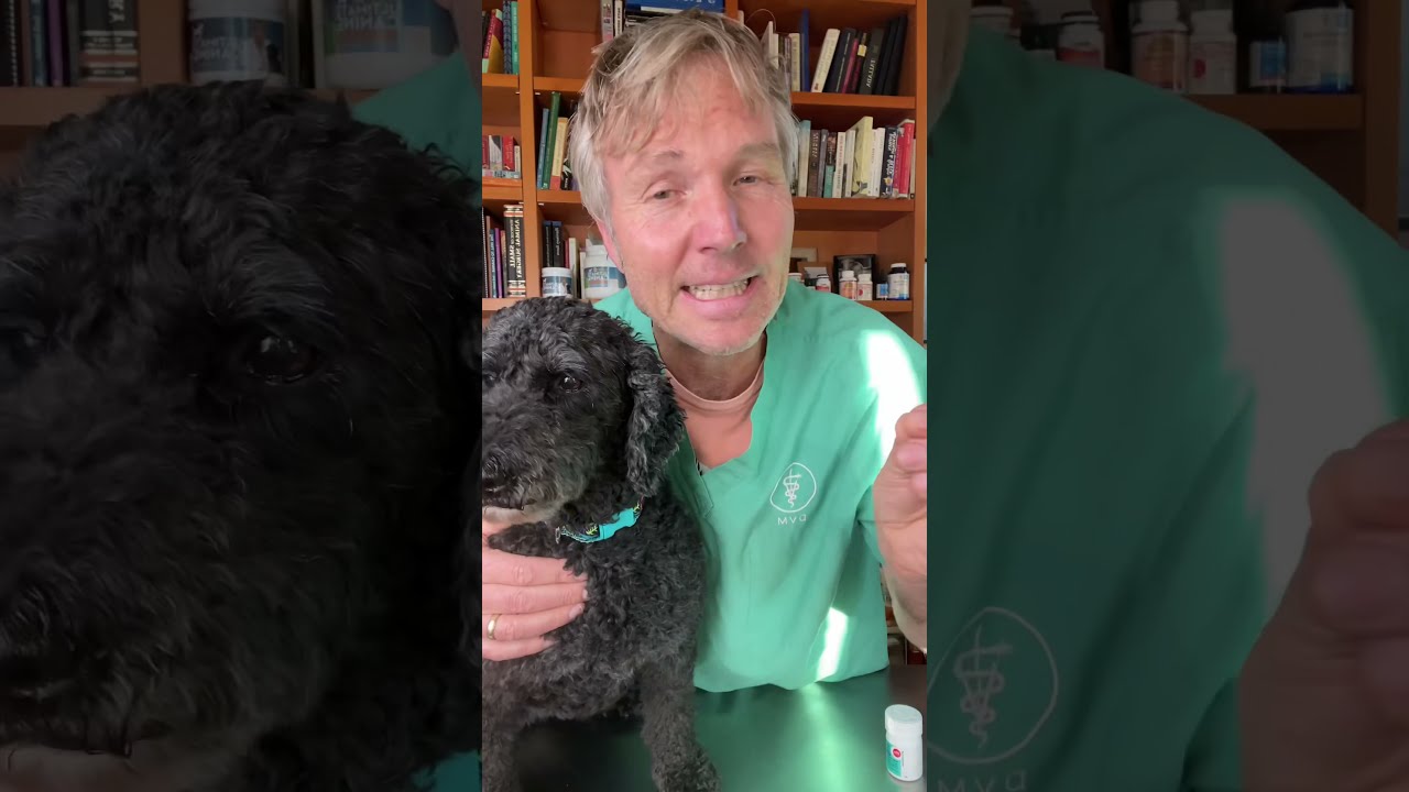 7 Signs Your Dog Has Been Poisoned Shorts