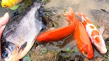 Bắt cá chim, cá chép, cá sộp và các loại cá ngoài ruộng