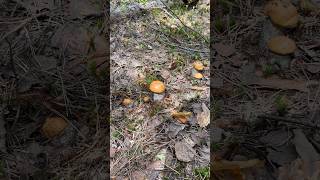 Подосиновики по несколько штук с места!