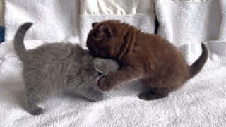 Who did these two funny kittens meet?