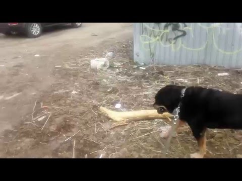 Говно - от людей и от собак