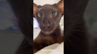 Yolly is a Sweet Oriental Shorthair Cat #shorts