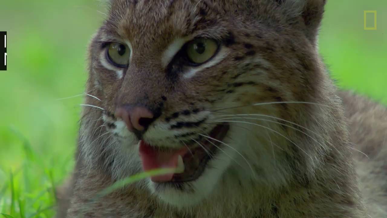 Ternyata Kucing  Rumah Mampu Usir Binatang  Buas  YouTube