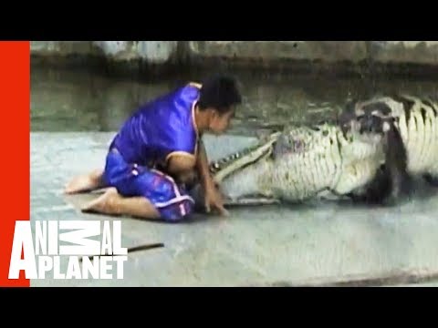 Video: Hand Crocodiles