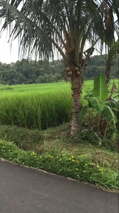 SELAMAT PAGI HARI INI KITA RIDING KE SAWAH!!!