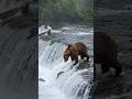 bear caught fish #fishing #fishingvideo #nature #fish #fish #bigfish #bigfish