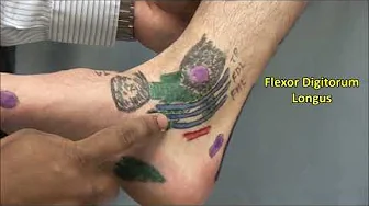 Ankle and Foot Exam - McMaster MSK Examination Series