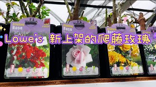 玫瑰花卉 金边玫瑰花苗-金边玫瑰花苗促销价格、金边玫瑰花苗品牌- 淘宝