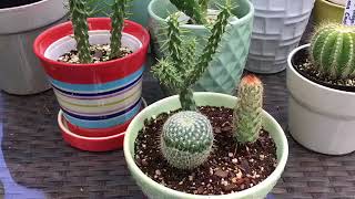 Plant Tour! September 2017-Meet My cacti!