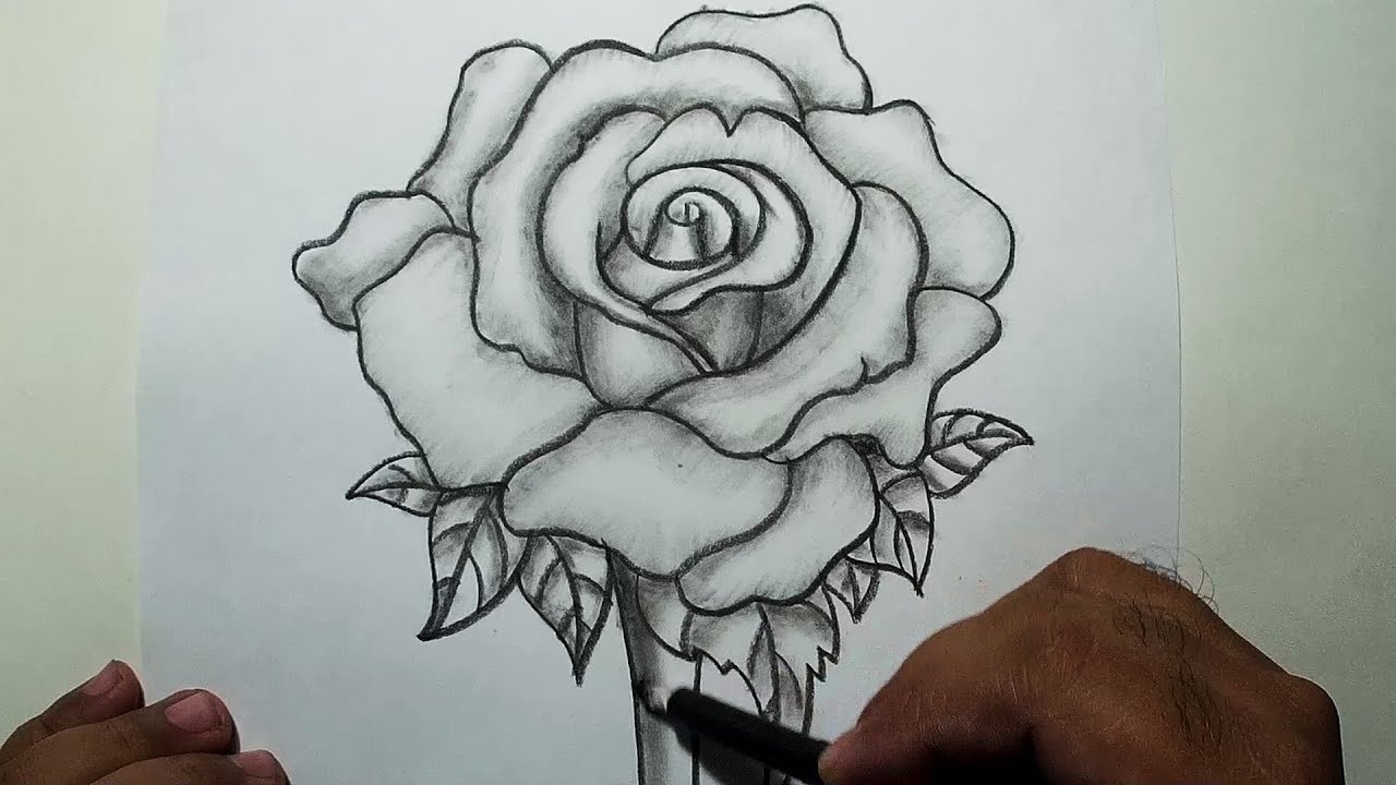 Featured image of post Pencil Amazing Rose Drawings - Pencil portrait sketch is an exciting artwork, and with still a little artistic ability sketch in pencil can be learned during practice.