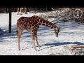Giraffer og sne = et umage par? 🦒❄