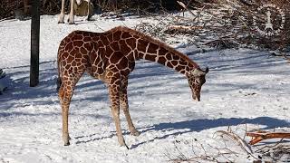 Giraffer og sne = et umage par? 🦒❄