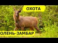 Охота на оленей-замбаров. В поисках охотничьих трофеев. (Охотник и рыболов)