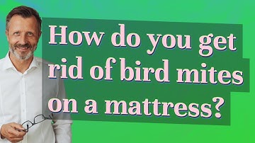 How do you get rid of bird mites on a mattress?
