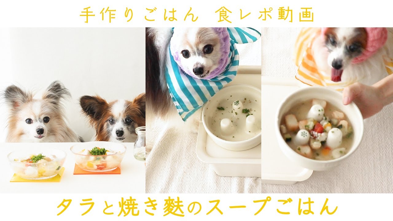 犬の食レポ 鱈と焼き麩のスープごはん ズッパともいう 手作り犬ごはん Youtube