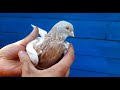 Этому голубю цены нет! | The most expensive pigeon