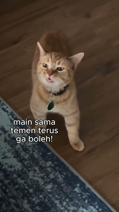 Kucing Ngomel Ngamuk Komplain #fypシ゚viral #fyp #kucing #kucinglucu #kucingngomel #cat #kucingimut