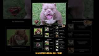 MissionBullys Micro Puppies 2-3 week update #americanbully #microbully #abkcpuppies