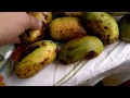 Зрелые плоды бананового дерева), выращенные в Днепропетровской области.