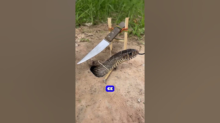 Qui mérite les likes le gars ou le serpent ? #SHORTS