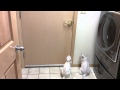 Burmilla cat opens door の動画、YouTube動画。