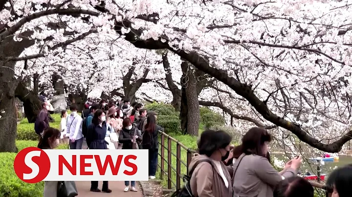Tokyo's cherry blossoms hit full bloom - DayDayNews