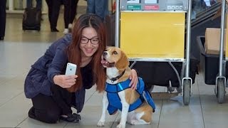 Lost AND Found Dog, Cute Dog