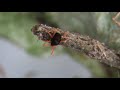 Redlegged Earth Mites are active between Autumn and late Spring