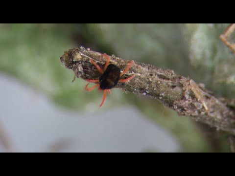 Video: Jordmider: beskrivelse, bekæmpelsesmetoder, fotos