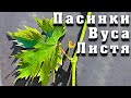 Пасинки, вуса, видалення листя, чеканка, жируючі кущі. Зелені операції на винограднику.