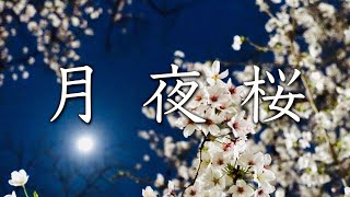 Treasure Garden - 月夜桜 (Lyric Video)
