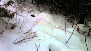 Fox tracks.