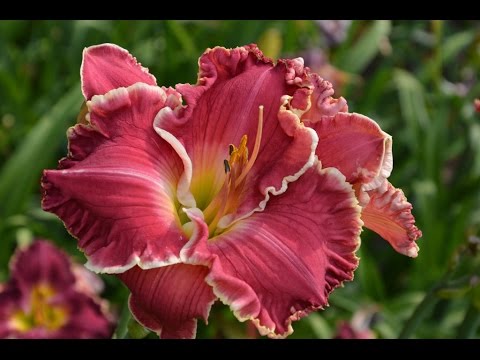 Video: Daylilies: Populære Typer Og Funksjoner