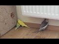 Sultan papağanı ve yavru muhabbet kuşlarının oyunu:)