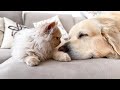 Kitten tries to wake up Golden Retriever in the cutest way!