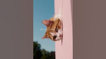 Paws & Pixels The Ultimate AI Generated Cat Show! #shorts #short #shortsvideo #shortvideo