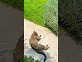 Lavender Cat High, Episode 179, Lavanta Kedisi Lisesi, 179. Bölüm