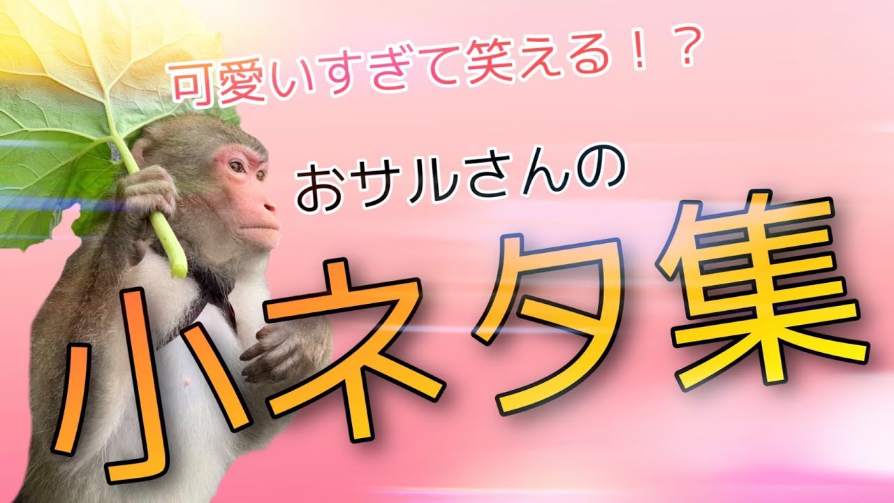 小ネタ】お猿さんの驚き小ネタシリーズ！笑 - YouTube